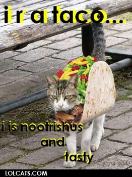 Funny dressed up cats